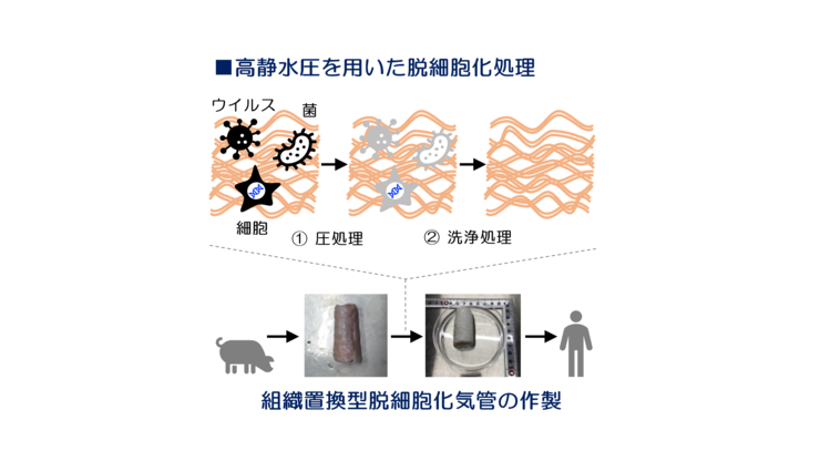 気管グラフト創出のための高静水圧処理条件の最適化