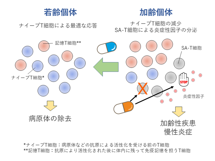 【完成版】2022年度（山内）ポンチ絵_20230320_jp.png