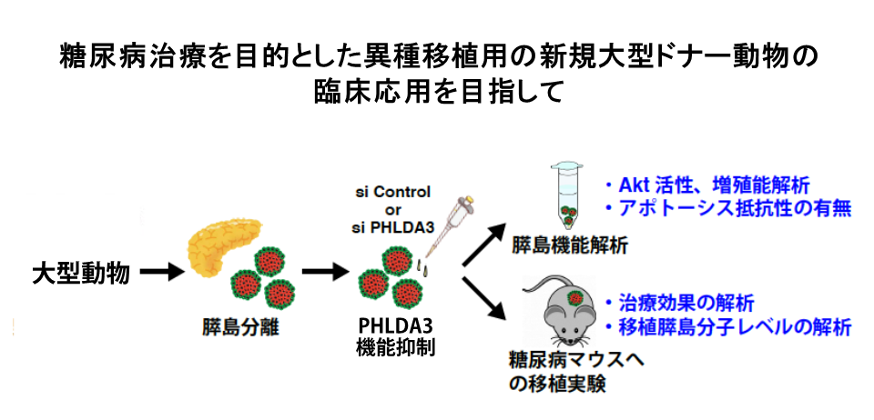 2023年JH課題_研究概要図-国立がん研究センター研究所基礎腫瘍学ユニット陳妤.png